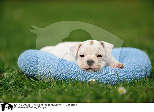 Continental Bulldog Puppy / YJ-09948