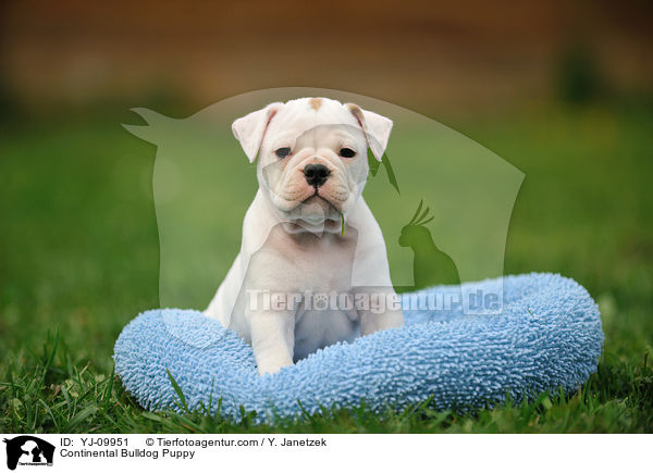 Continental Bulldog Puppy / YJ-09951