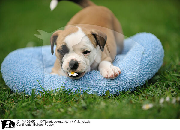 Continental Bulldog Welpe / Continental Bulldog Puppy / YJ-09955