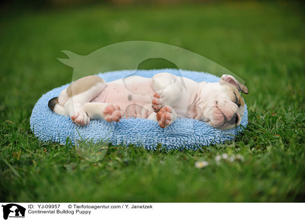 Continental Bulldog Welpe / Continental Bulldog Puppy / YJ-09957