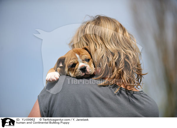 Mensch und Continental Bulldog Welpe / human and Continental Bulldog Puppy / YJ-09962
