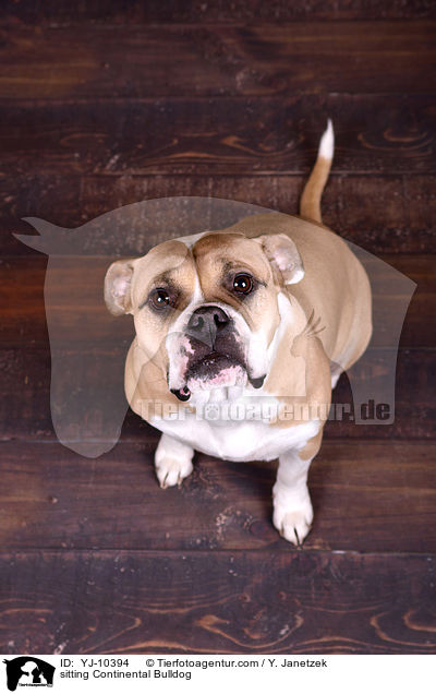 sitting Continental Bulldog / YJ-10394