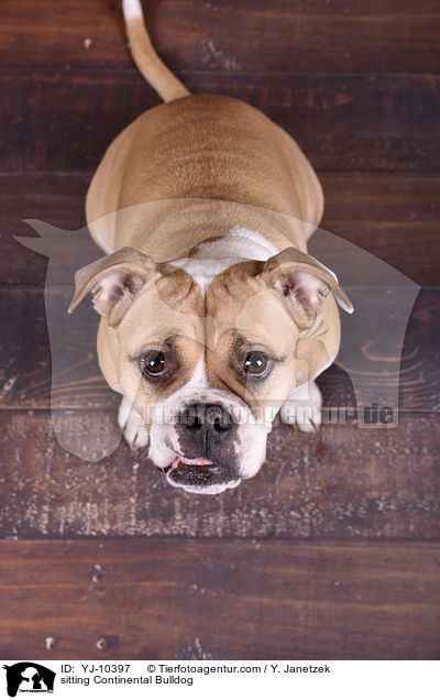 sitting Continental Bulldog / YJ-10397