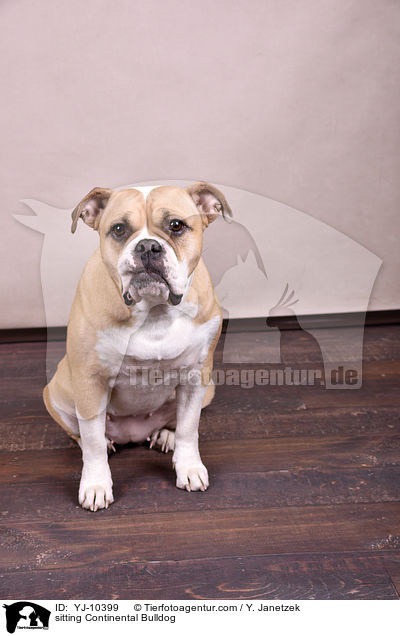 sitting Continental Bulldog / YJ-10399