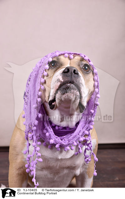 Continental Bulldog Portrait / Continental Bulldog Portrait / YJ-10405