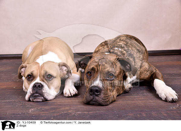 2 dogs / YJ-10409