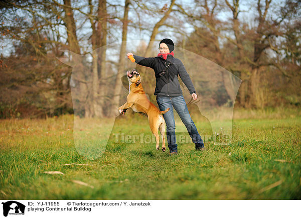 playing Continental Bulldog / YJ-11955