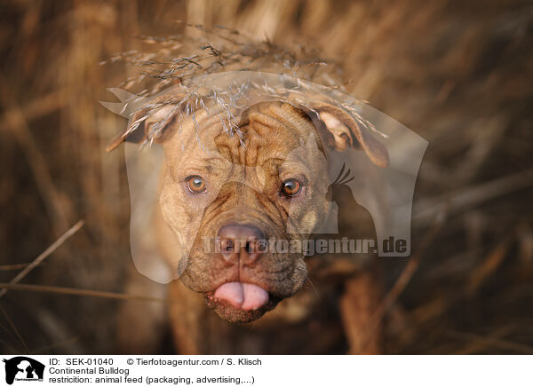 Continental Bulldog / Continental Bulldog / SEK-01040