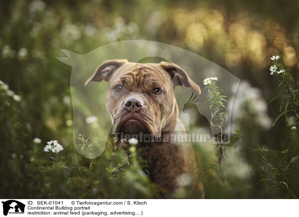 Continental Bulldog portrait / SEK-01041