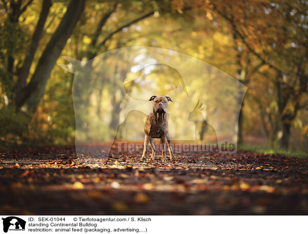 standing Continental Bulldog / SEK-01044