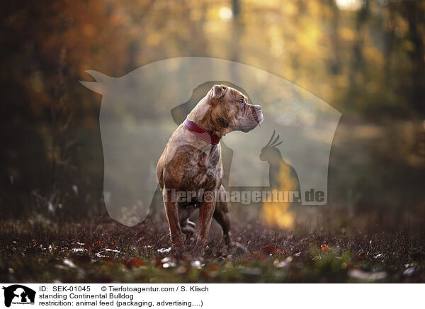 standing Continental Bulldog / SEK-01045