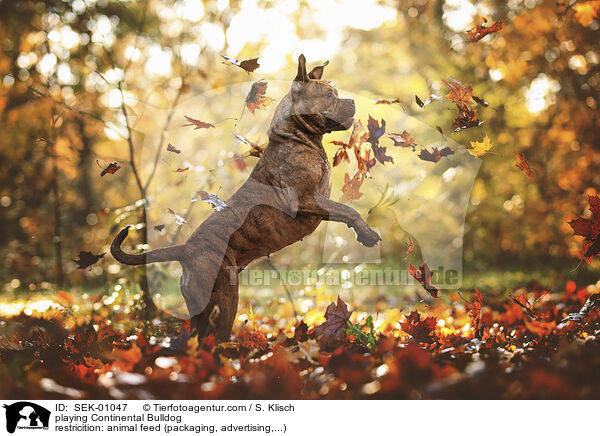 playing Continental Bulldog / SEK-01047