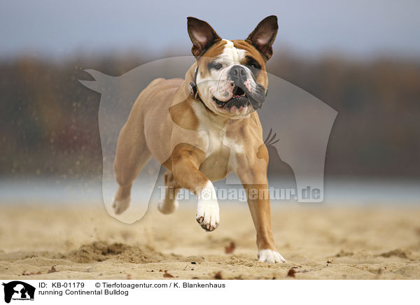 running Continental Bulldog / KB-01179