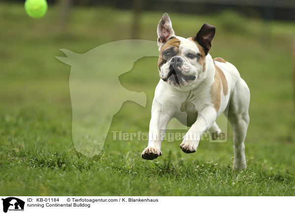 running Continental Bulldog / KB-01184
