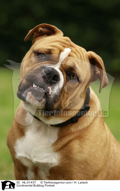 Continental Bulldog Portrait / HL-01437