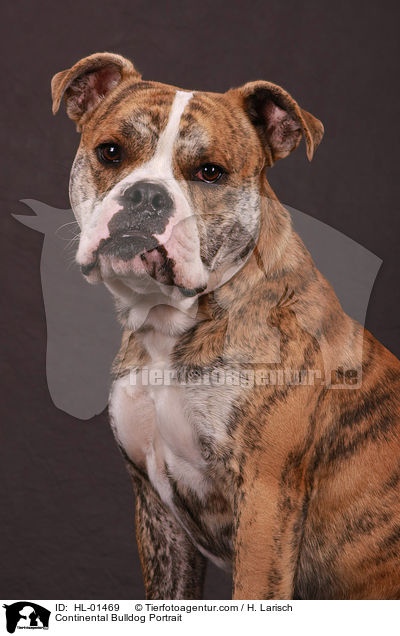 Continental Bulldog Portrait / HL-01469