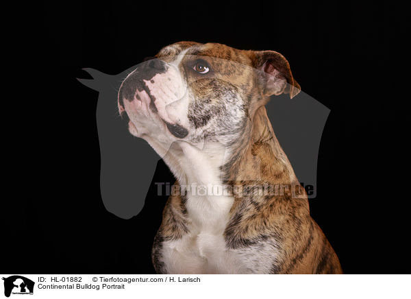 Continental Bulldog Portrait / Continental Bulldog Portrait / HL-01882