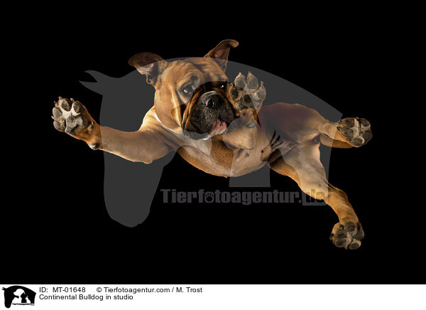 Continental Bulldog im Studio / Continental Bulldog in studio / MT-01648