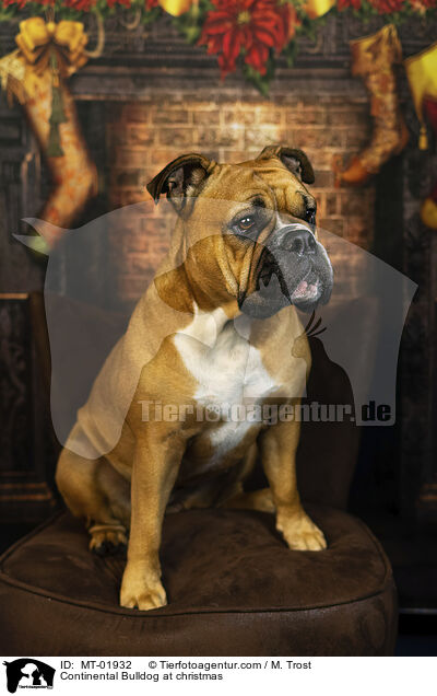 Continental Bulldog zu Weihnachten / Continental Bulldog at christmas / MT-01932