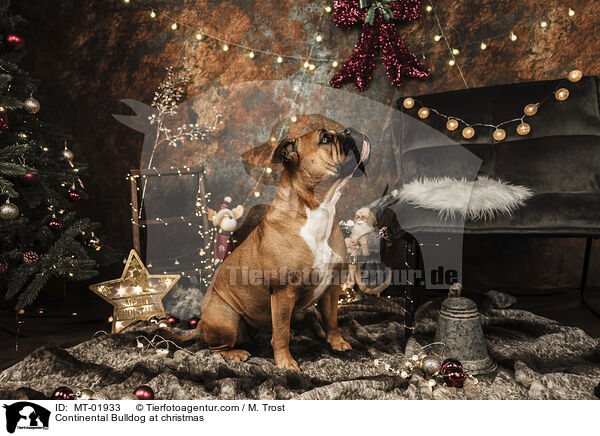 Continental Bulldog zu Weihnachten / Continental Bulldog at christmas / MT-01933
