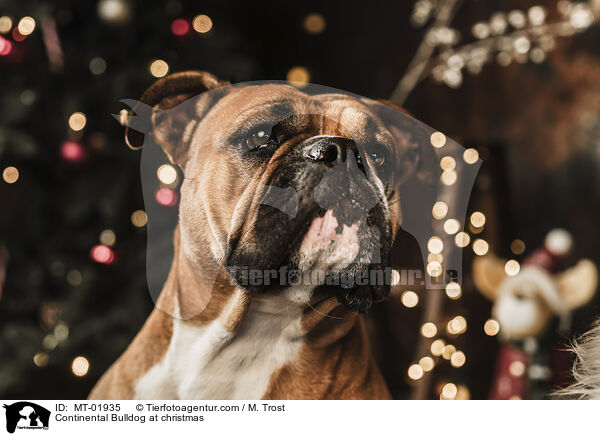 Continental Bulldog at christmas / MT-01935