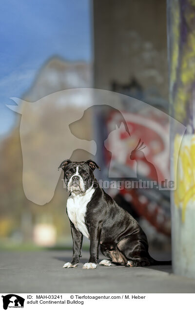 ausgewachsener Continental Bulldog / adult Continental Bulldog / MAH-03241