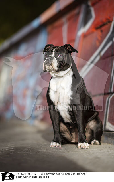 adult Continental Bulldog / MAH-03242
