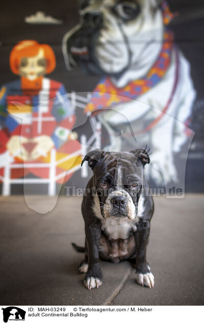 ausgewachsener Continental Bulldog / adult Continental Bulldog / MAH-03249