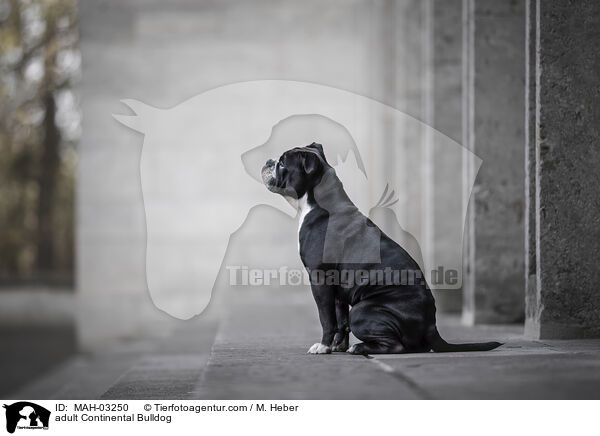 adult Continental Bulldog / MAH-03250