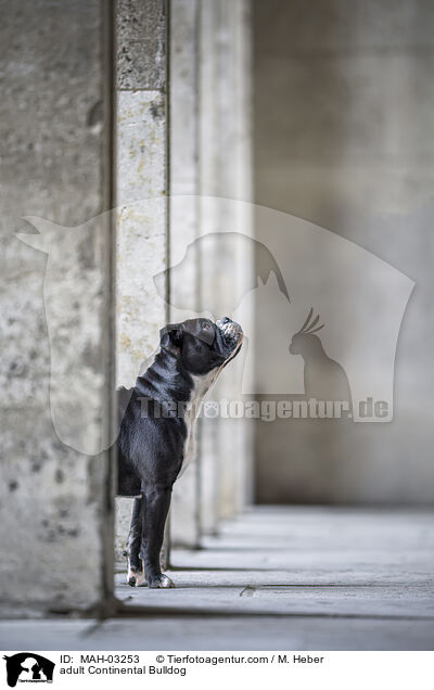 ausgewachsener Continental Bulldog / adult Continental Bulldog / MAH-03253