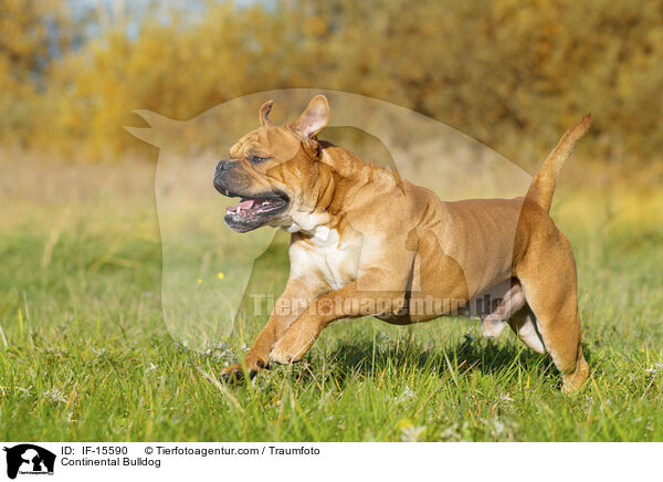 Continental Bulldog / Continental Bulldog / IF-15590