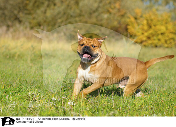 Continental Bulldog / Continental Bulldog / IF-15591