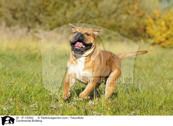 Continental Bulldog / Continental Bulldog / IF-15592