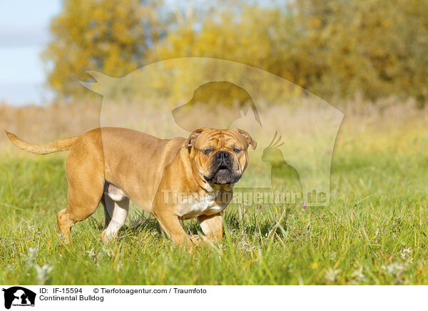 Continental Bulldog / Continental Bulldog / IF-15594
