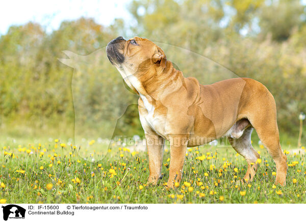 Continental Bulldog / Continental Bulldog / IF-15600