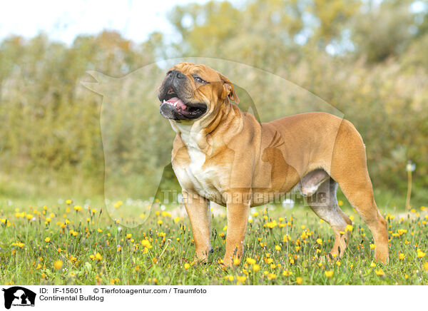 Continental Bulldog / Continental Bulldog / IF-15601