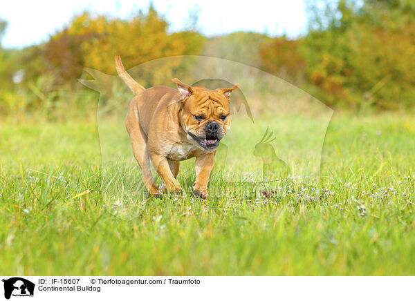 Continental Bulldog / IF-15607