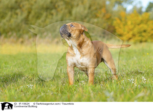 Continental Bulldog / IF-15624