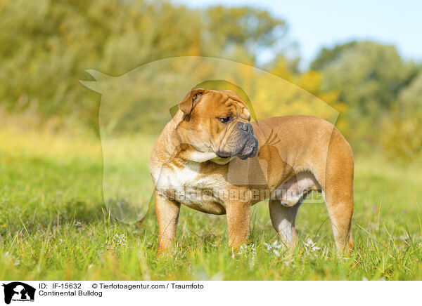 Continental Bulldog / IF-15632