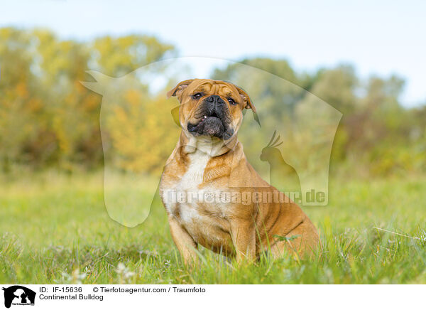 Continental Bulldog / Continental Bulldog / IF-15636