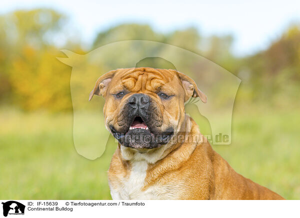 Continental Bulldog / Continental Bulldog / IF-15639