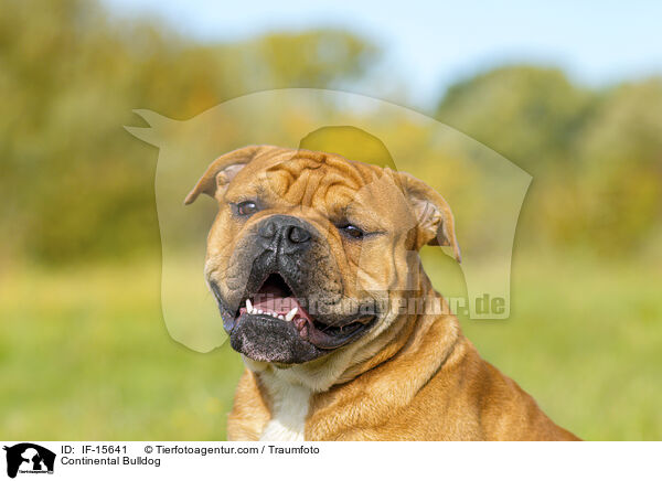 Continental Bulldog / Continental Bulldog / IF-15641