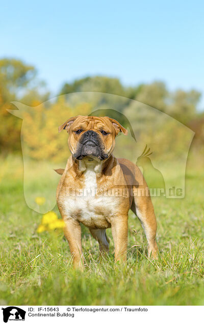 Continental Bulldog / Continental Bulldog / IF-15643