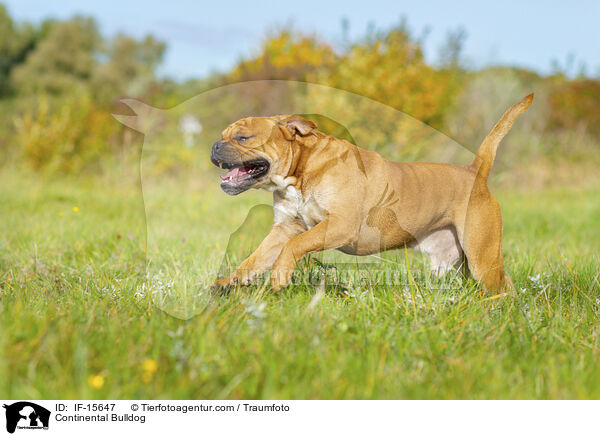 Continental Bulldog / Continental Bulldog / IF-15647