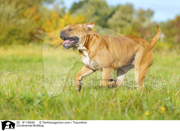 Continental Bulldog / Continental Bulldog / IF-15648