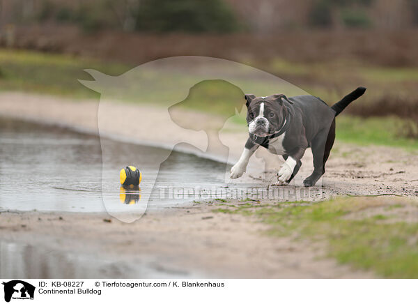 Continental Bulldog / KB-08227