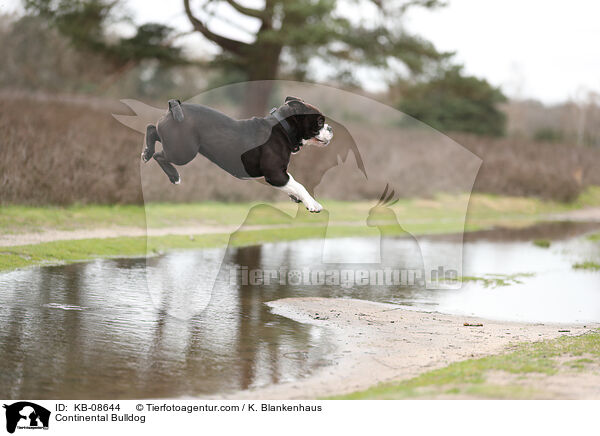 Continental Bulldog / Continental Bulldog / KB-08644