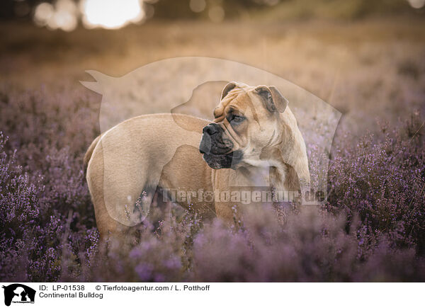 Continental Bulldog / Continental Bulldog / LP-01538
