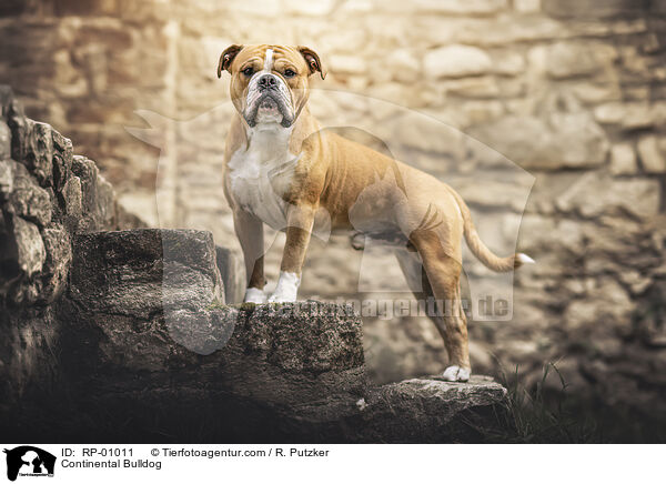 Continental Bulldog / Continental Bulldog / RP-01011