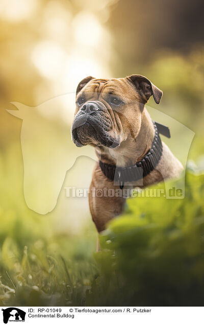 Continental Bulldog / RP-01049